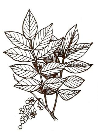 
Poison sumac (Toxicodendtron vermix).
